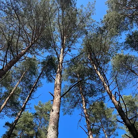 Dom wakacyjny Obity Dechami